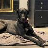 Great Dane Female 3 years old
