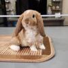 Bunnies for sale - mini plush lop