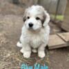 AKC Great Pyrenees Puppies! Livestock Guardians