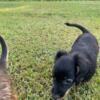 Chiweenie pups long hair