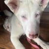 Husky Aussie Mix 
