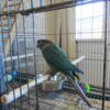 Turquoise green cheek conures for sale!