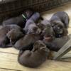 Six weeks old chocolate labrador for sale. Ca 1 for more information.