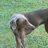 Female Doberman 10 months old