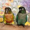 Green Cheek Conure Babies DNA tested Females