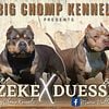 American bully puppies