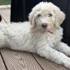 Standard Goldendoodles