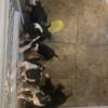 Ckc Boston terrier puppies ready now