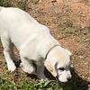 Polar white English Labrador AKC