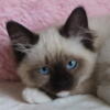 Beautiful Purebred Ragdoll kitten