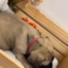 READY NOW! AKC English Mastiff Puppies