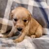 AKC Golden Retriever Puppies