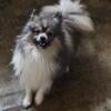 Gorgeous CKC male pomeranian