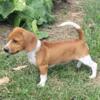 Tango!  Queen Elizabeth Pocket Beagle MALE Puppy