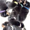 9 beautiful Rottweiler pups looking for forever homes