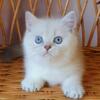 NEW Elite British kitten from Europe with excellent pedigree, male. Luka