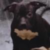 Attn American Bully Puppies All 7 pups $3500