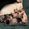 UNCLAIMED NEW Sphynx kittens! AVAILABLE July 18