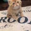 PETEY - Exotic Shorthair Male Kitten