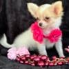 T-cup long hair chihuahua female