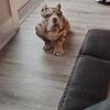 6 month old Bully male