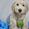 Available now! Sweet Goldendoodle pups