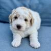 Mini Goldendoodle Puppies