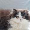 Sweet black and white bicolor female persian kitten