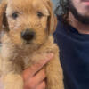 F1 mini Goldendoodles