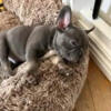 Nemo frenchie bully pups now