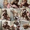 American Bully/English Bulldog mix