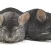 Pair of 4 Year Old Extra Dark Ebony & Medium Ebony Female Sister Chinchillas  "Quincy" & "Callie"