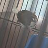 3 society finch