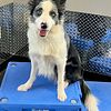 Stud AKC Blue Merle Border Collie available in WI