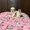 Morkie puppies