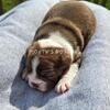 Purebred Boston Terrier Puppies ready mid-August