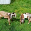 Purebred Mini Nubians