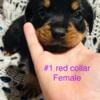 Full blooded German Rottweiler puppies