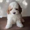 Adorable  Micro Mini Goldendoodle Male