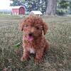 TOY Mini Goldendoodle Puppies Grow to 10-25 pounds **JULY SALE****