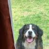 Bernese Mountain Dog Rehome