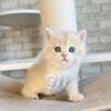 NEW Elite British kitten from Europe with excellent pedigree, female. Adele2