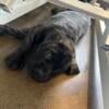 1 English Mastiff puppy left