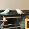 Young pair of English Budgies