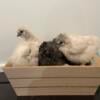 Silkie Chicks Ready for New Home!