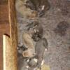 Bandog Puppies for sale