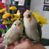 Supertame baby Lovebirds for sale.