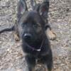 AKC REGISTERED Champion bloodline German Shepherd puppies for sale!