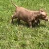 Teemu (Female American Bully Pup)