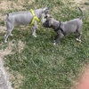 Pocket bull and miniature schnauzer for sale